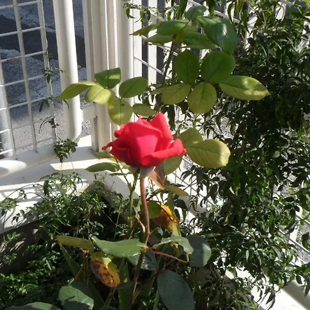 Casa Flaminia * 페자로